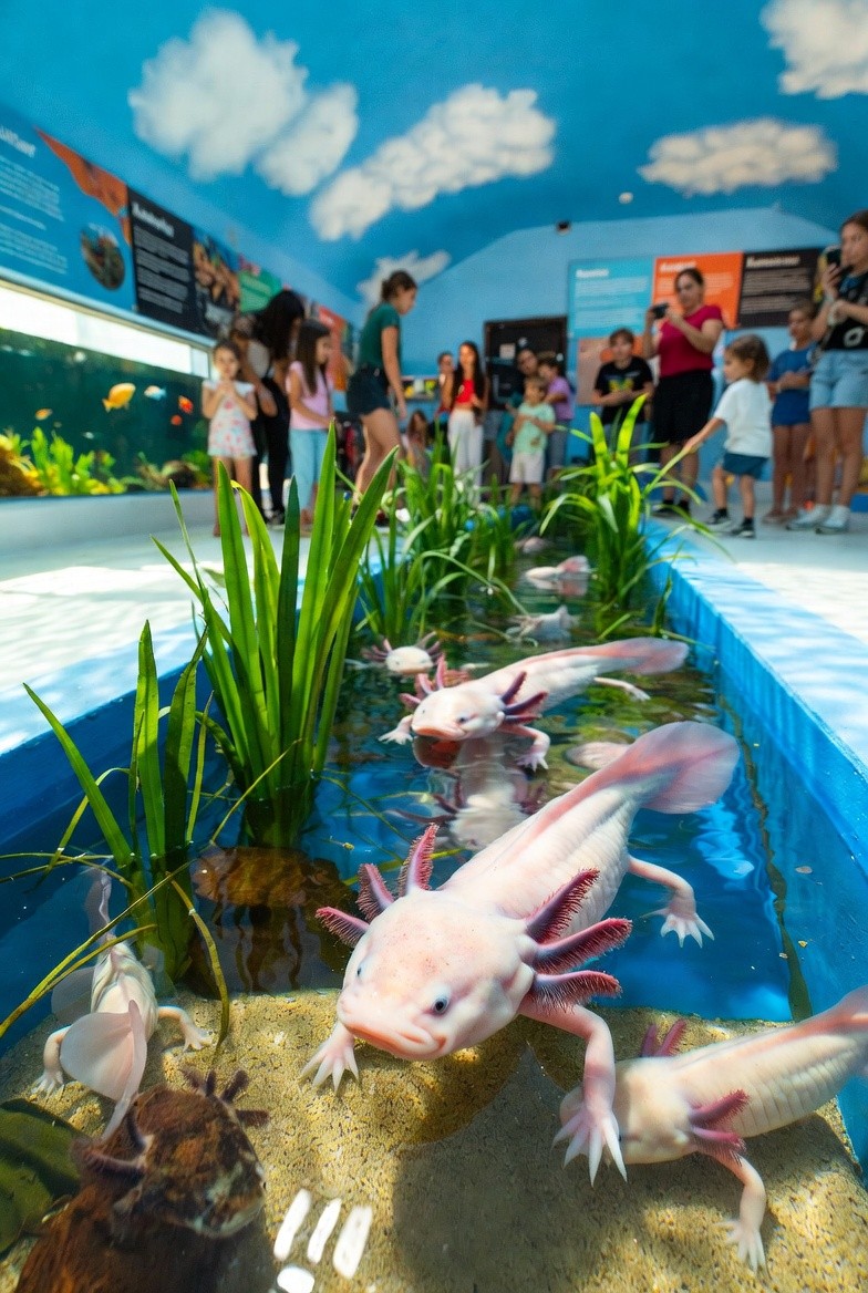 El Acuario de Sevilla estrena nueva instalación de ajolotes y celebra el Día del Agua con actividades gratuitas