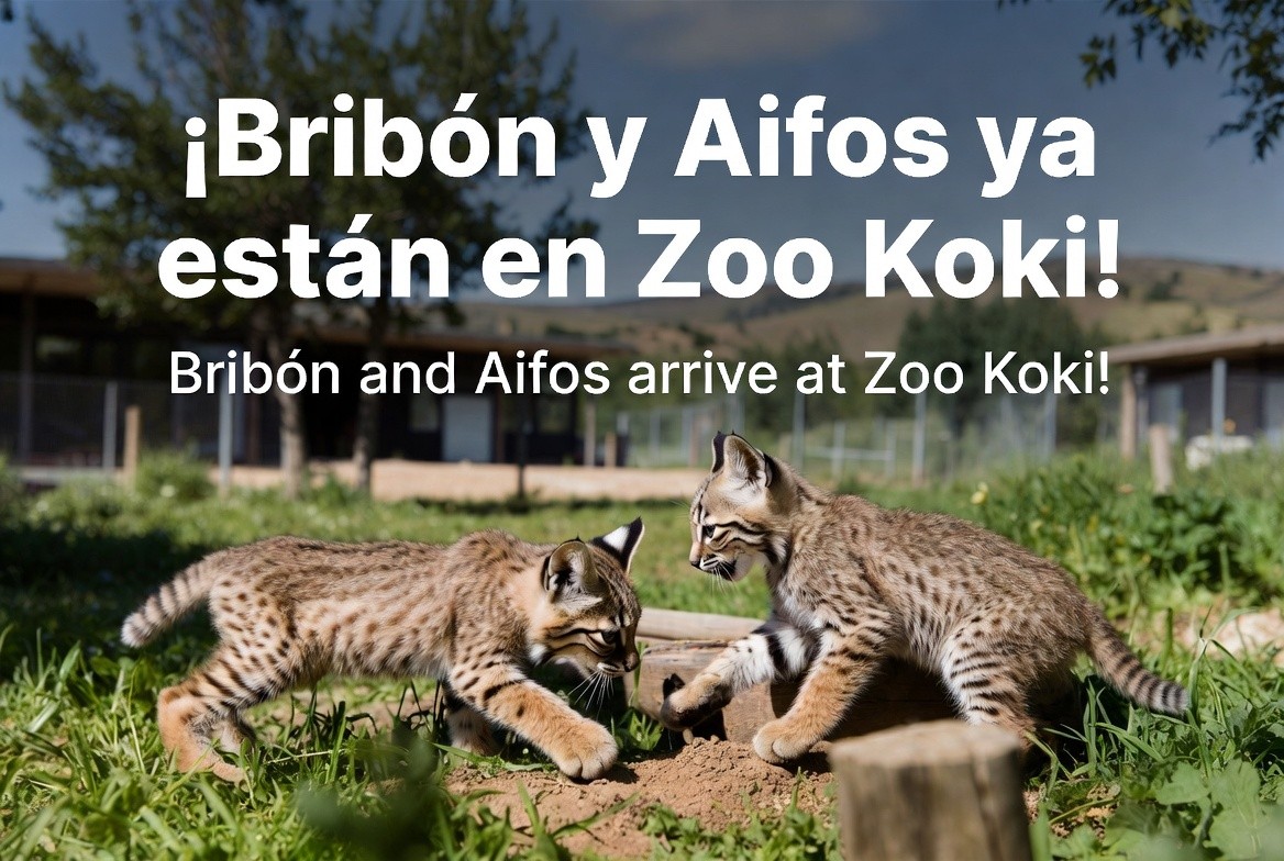 ¡Noticia fresca en Zoo Koki! Bribón y Aifos, dos linces rojos, llegan a Toledo desde Portugal