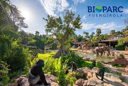 BIOPARC Fuengirola celebra el nacimiento de un orangután de Borneo: una esperanza para la conservación
