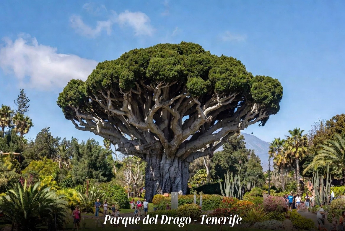 El Drago Milenario de Icod, protagonista de la conservación de los dragos de Canarias
